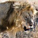 TZA MAR SerengetiNP 2016DEC24 LemalaEwanjan 031 : 2016, 2016 - African Adventures, Africa, Date, December, Eastern, Lemala Ewanjan Camp, Mara, Month, Places, Serengeti National Park, Tanzania, Trips, Year